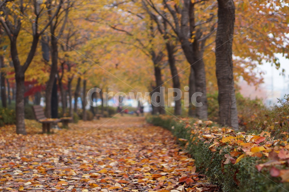벗나무,가을,가로수,벤치,풍경,tree,나무,plant,식물,tree trunk,나무 줄기,leaf,잎