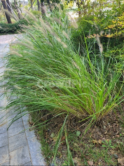 화단,자연,풀,갈대,강아지풀,평온함,치유,여름,녹색,green,nature,grass,peace,plant,식물,잔디,식물,자연,plants,nature
