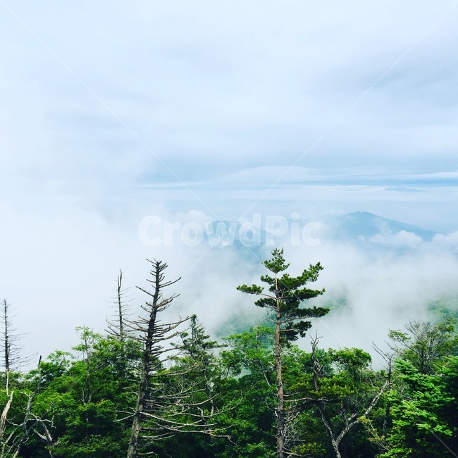 등산,발왕산,강원도,풍경,나무,자연,여름,한국자연풍경,구름,산,경관,하늘,평창,경치,한국자연경관,여름풍경