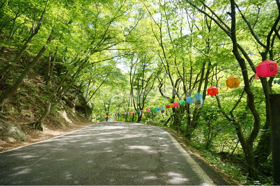 한국,공주시,절,산사,마곡사,자연,풍경,nature,landscape,종교,신앙,religion,belief,faith,축제,행사,festival,carnival,event,outdoors,옥외,garden,정원,arbour,정자