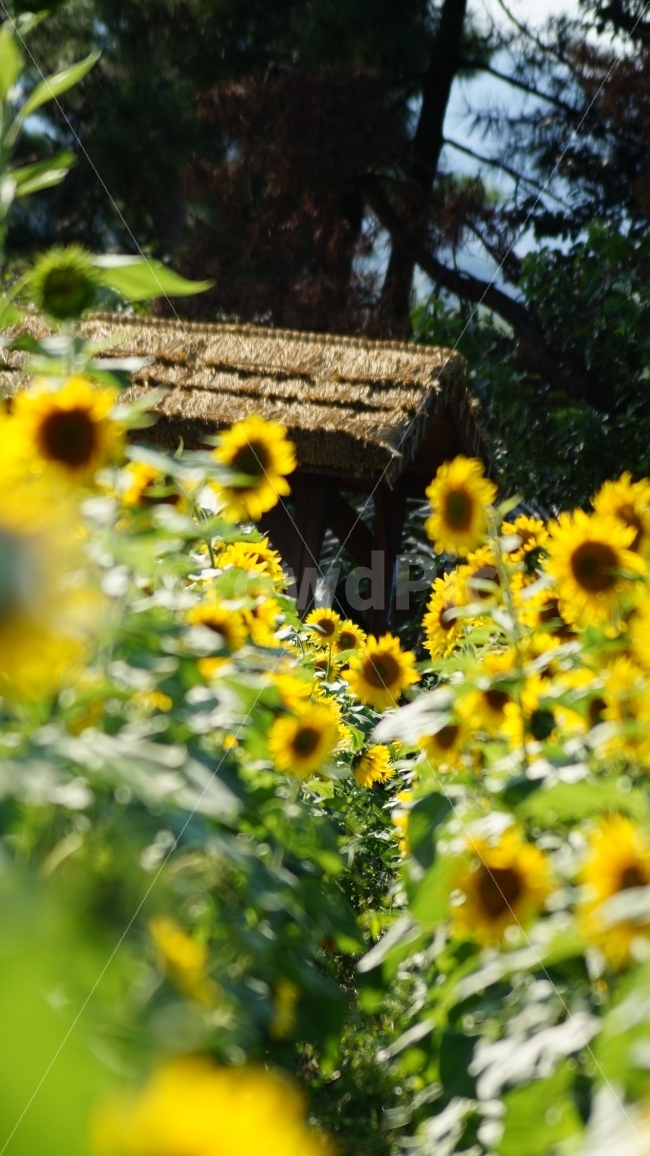 해바라기,해바라기축제,가을,꽃,식물,여름,계절,summer,season,식물,자연,plants,nature,꽃,flower,plant,blossom,sunflower