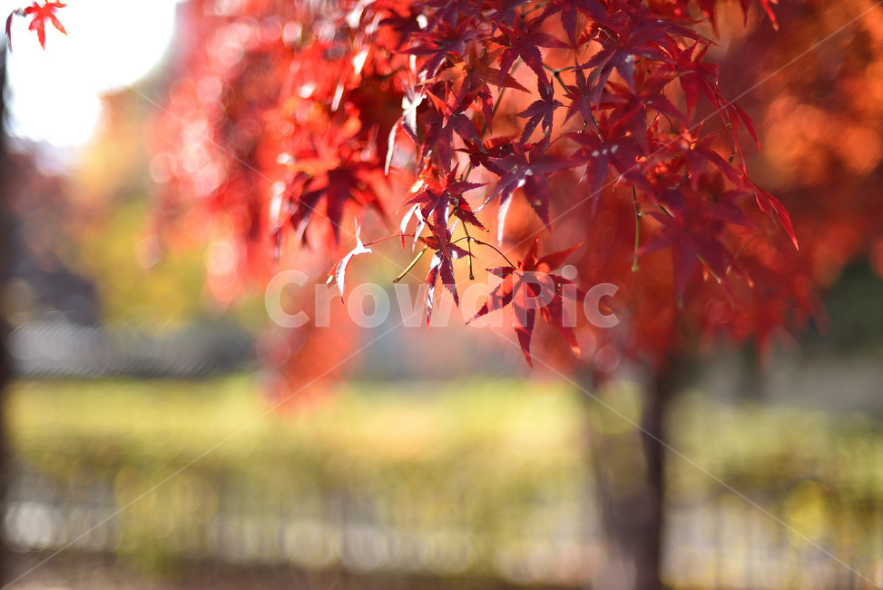단풍,단풍잎,식물,단풍나무,가을,붉은,가을,계절,fall,autumn,season