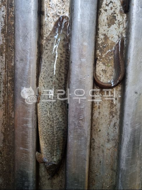 미꾸라지,미꾸리,추어,민물고기,탕재료,생물,어류,미꾸리과,물고기,fish,추어탕,자연산,loach,생선,추어탕재료,식재료,요리재료,국내산,국산,식용물고기,식용,freshwaterfish,food,chutang,loachsoup,edible,ediblefish,fishes,음식재료,foodingredients,cookingmaterial,foodstuff,수산물,marineproducts,chueotangingredients,slipperyloach,mudfish,chueotang,edibility,loachfish,nativeloach,토종미꾸라지