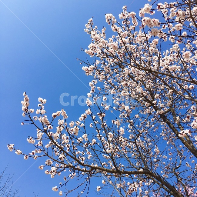 봄,벚꽃,봄풍경,봄하늘,풍경,꽃
