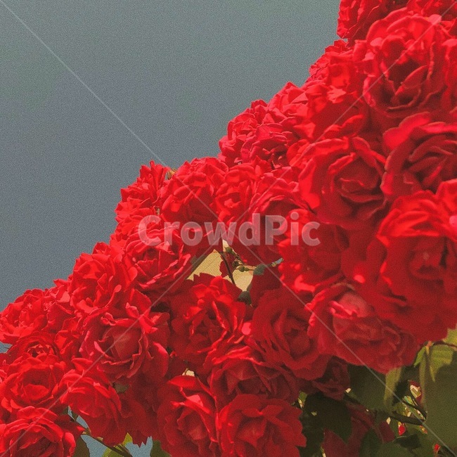 자연,감성,꽃,장미,장미꽃,식물,자연,plants,nature,꽃,flower