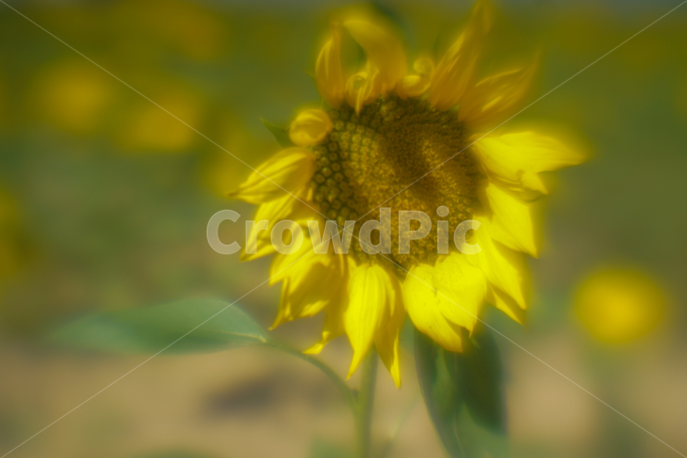 해바라기,꽃,해바라기씨,재배,농장,식물,작물,여름,계절,summer,season,가을,fall,autumn,식물,자연,plants,nature,꽃,flower,plant,blossom,sunflower