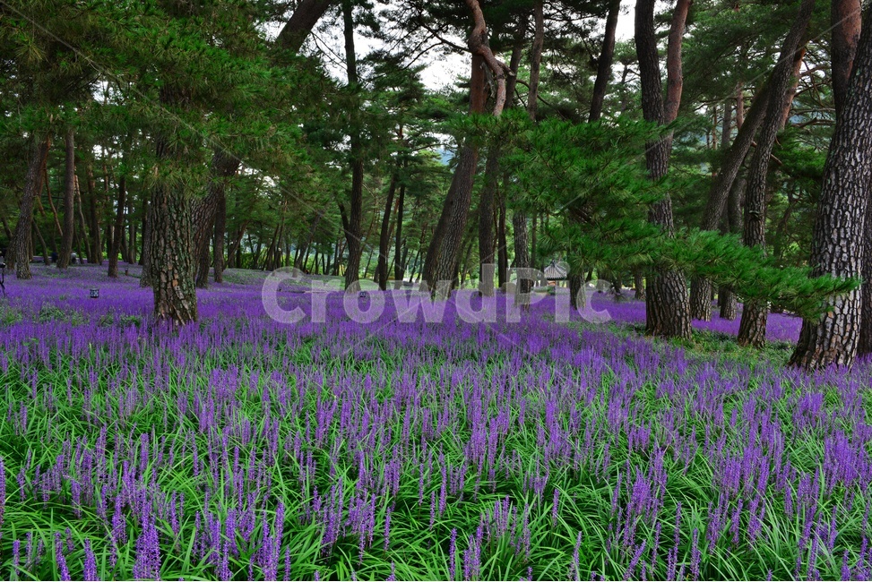 plant,식물,blossom,flower,꽃,garden,정원,outdoors,옥외,맥문동,맥문동꽃,맥문동솔숲,소나무,솔숲,경북,상주,상주솔숲맥문동,솔숲맥문동,자연,풍경,nature,landscape