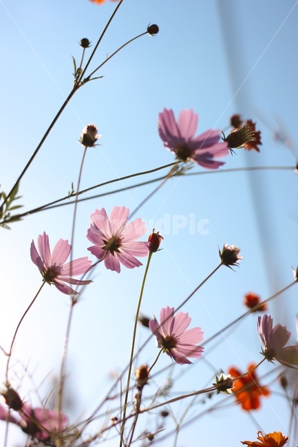 가을,꽃,감성,감성사진,코스모스,분홍,핑크,autumn,flower,cosmos,pink,pretty,beautiful,가을,계절,fall,autumn,season,식물,자연,plants,nature,꽃,flower,plant