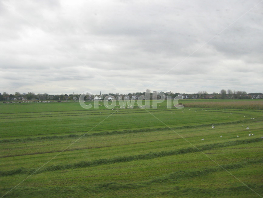 outdoors,야외,grass,잔디,plant,식물,field,들,grassland,목초지,nature,자연,green