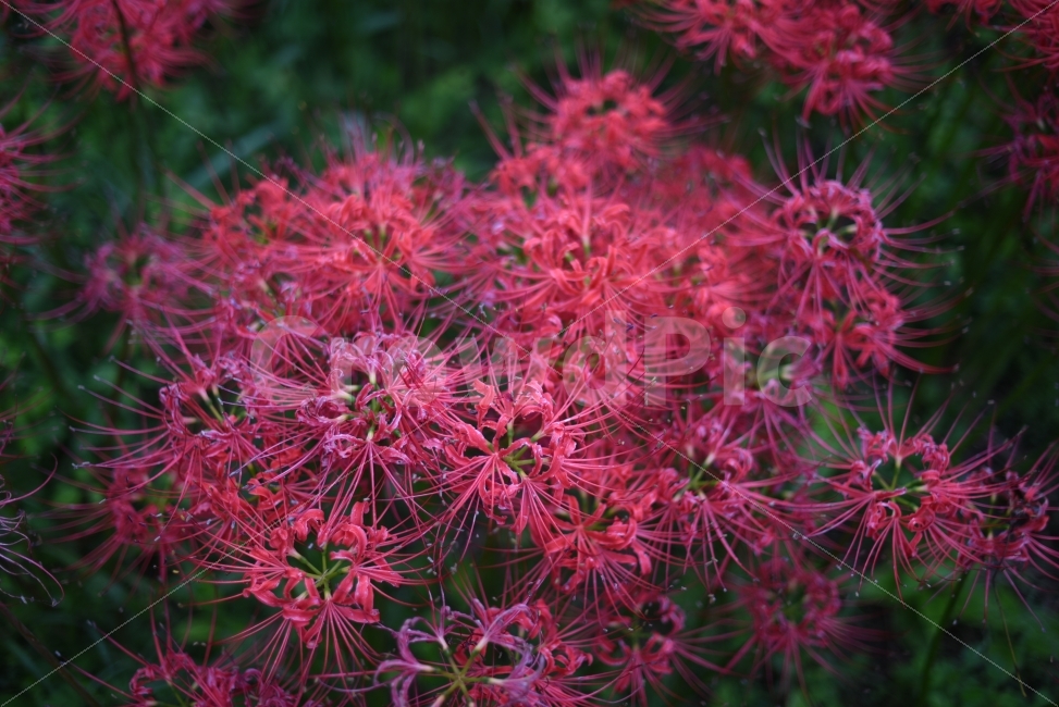 꽃,가을,상사화,꽃무릇,영광불갑사,출사,새벽,사진,식물,자연,plants,nature,꽃,flower