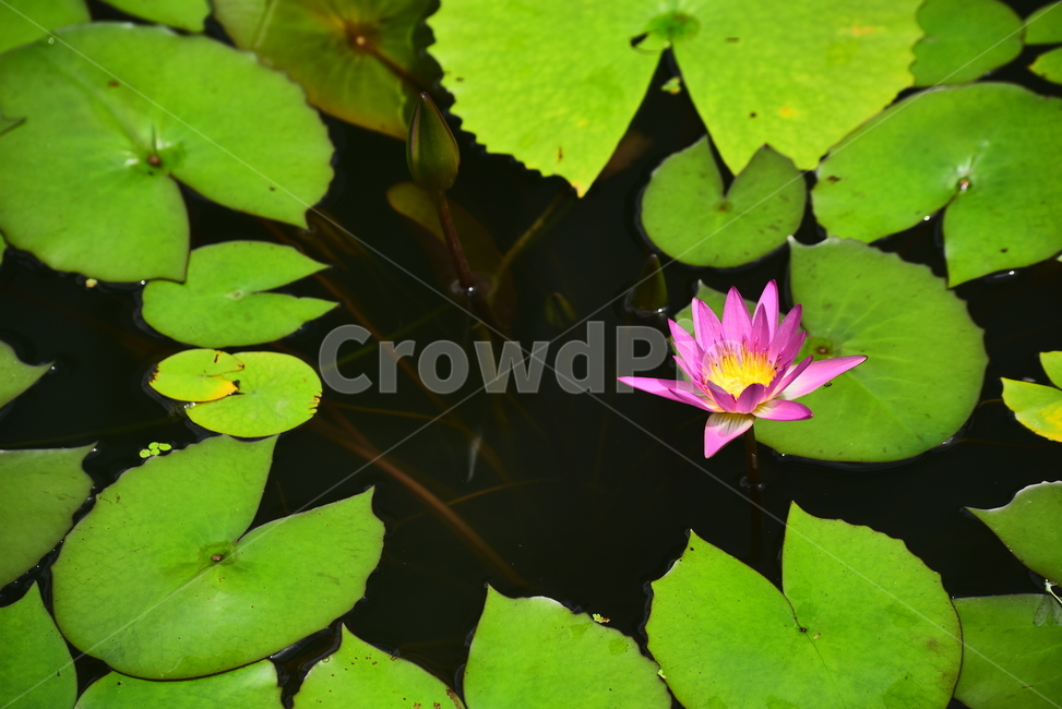 수련,열대식물,수생식물,식물,꽃,여름꽃,꽃송이,화려함,아름다움,flowers,waterlily,분홍색꽃,개화,활짝피다,배경,바탕,백그라운드,핑크색꽃,녹색,패턴,한송이