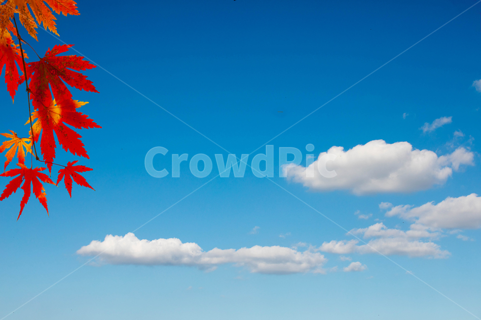 하늘,구름,단풍,가을,배경,가을,계절,fall,autumn,season,nature,자연,outdoors,옥외,azure sky,푸른 하늘,sky