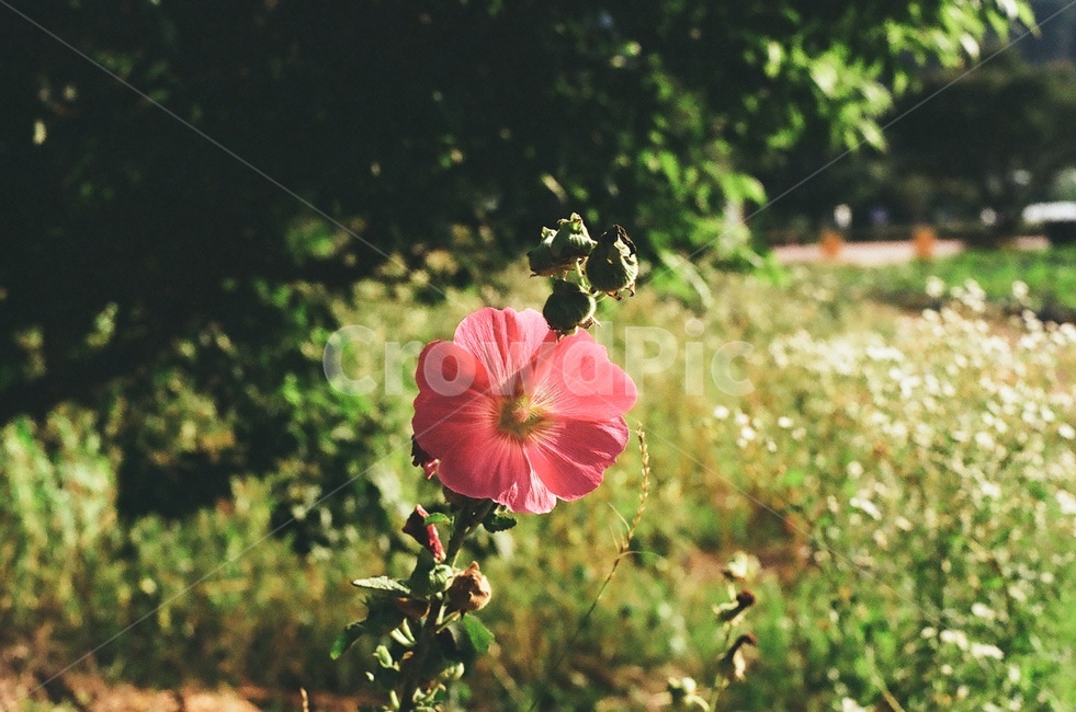 꽃,자연,풍경,핑크,필름,식물,자연,plants,nature,꽃,flower,감성,sensible,feeling