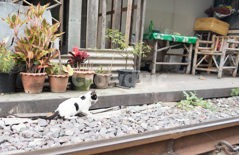 거리,고양이,동물,야외,귀여운,street,cat,cute,animal,kitty,outdoors