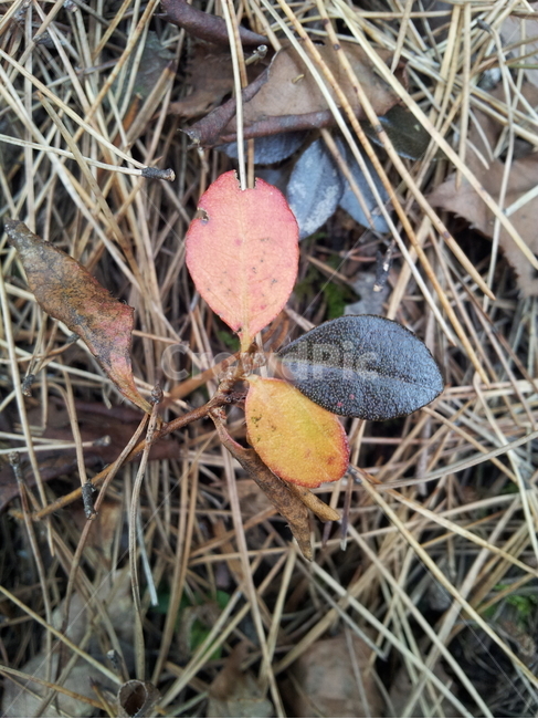 단풍,엽록소,식물,가을,redleaves,가을,계절,fall,autumn,season,식물,자연,plants,nature,plant,leaf,잎