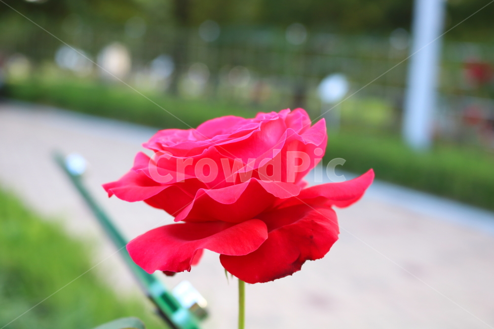 장미,꽃,장미꽃,식물,자연,꽃밭,붉은장미,탄초,빨간색꽃,식물,자연,plants,nature,꽃,flower