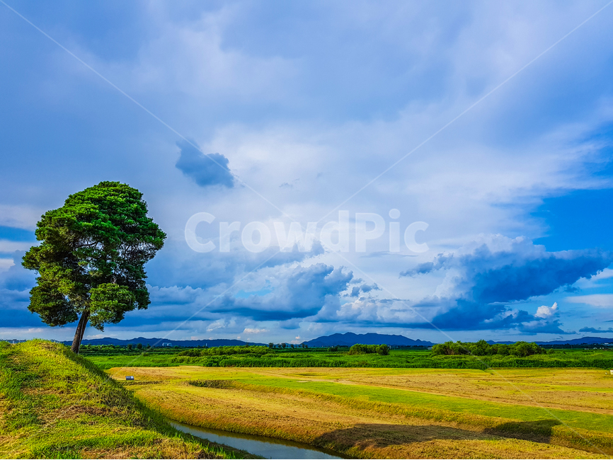 소나무,왕따나무,구름,들녘,나무,자연,풍경,nature,landscape,식물,plants,나무,trees,wood,outdoors,옥외,grassland,목초지,field,들,weather,날씨