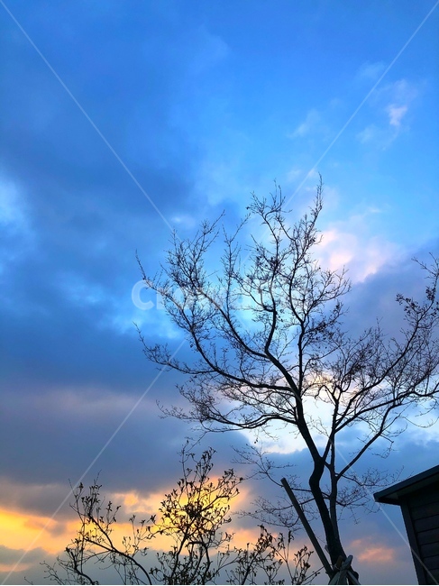 nature,자연,outdoors,옥외,저녁,석양,나무,나무가지