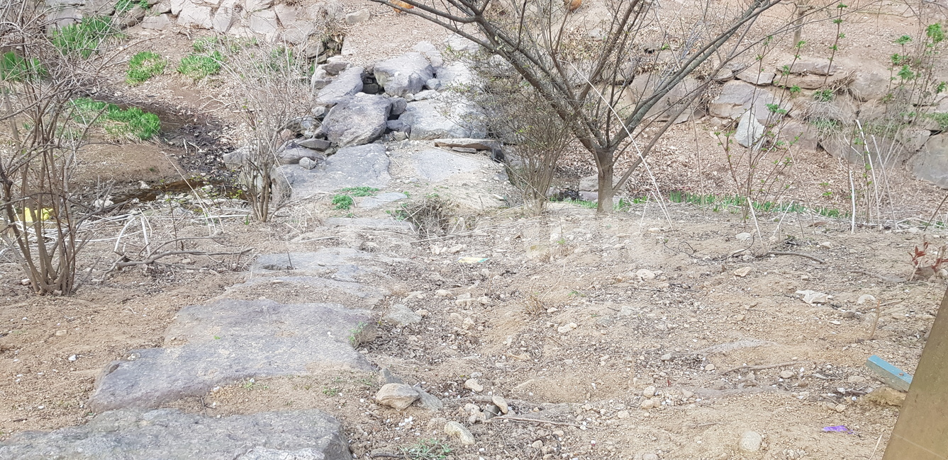 돌다리,등산,숲,풍경,나무