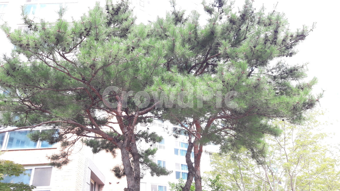 자연,나무,초록,도시,생명력,계절,가을,풍경,산,도시,풍경,city,landscape,식물,자연,plants,nature,나무,trees,wood,plant,tree
