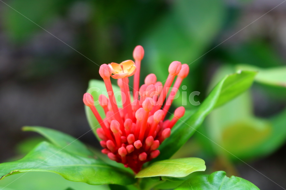 익소라,익소라꽃,꽃,식물,나무,자연,붉은색꽃,나뭇잎,빨간색꽃,식물,자연,plants,nature,꽃,flower