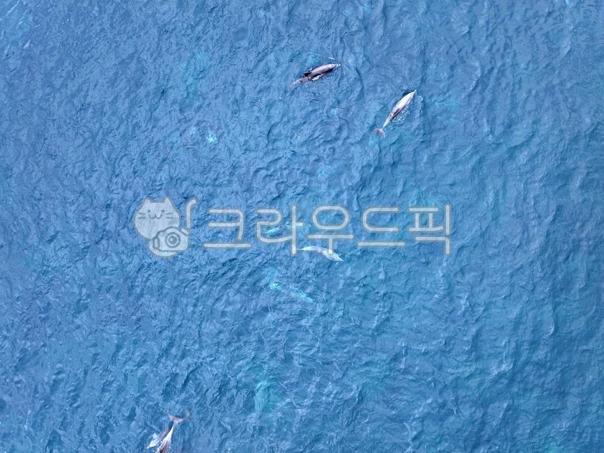 돌고래,바다,제주도,드론사진,서귀포