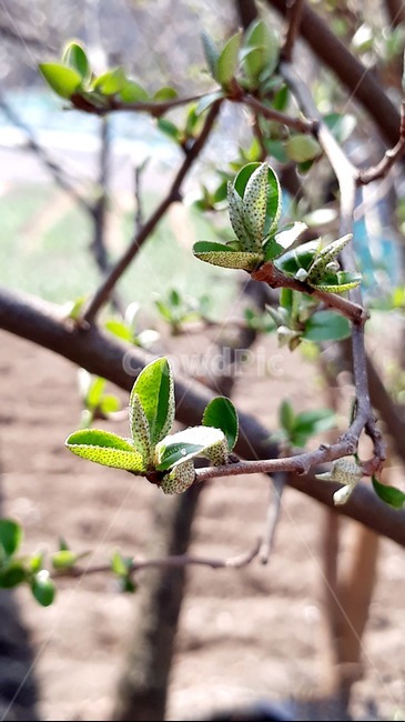 plant,식물,봄,봄새싹,새싹,보리수나무