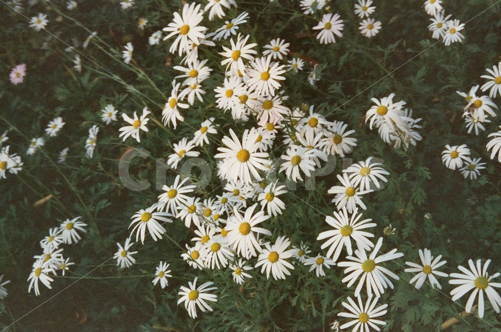 필름,필름사진,아날로그,감성,꽃,영화필름,계란꽃,들꽃,film,filmcamera,flower,walk,cinestill,iso800,kodak,식물,자연,plants,nature,꽃,flower,감성,sensible,feeling