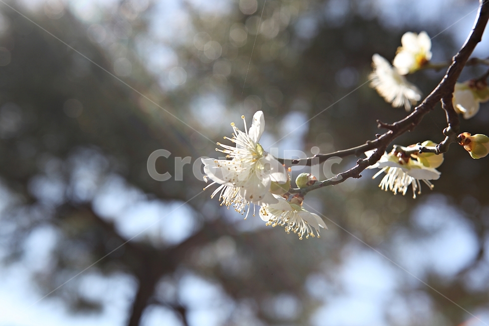 매화곷,매화,꽃,꽃잎,봄꽃,봄,식물,자연,공원,식물,자연,plants,nature,꽃,flower