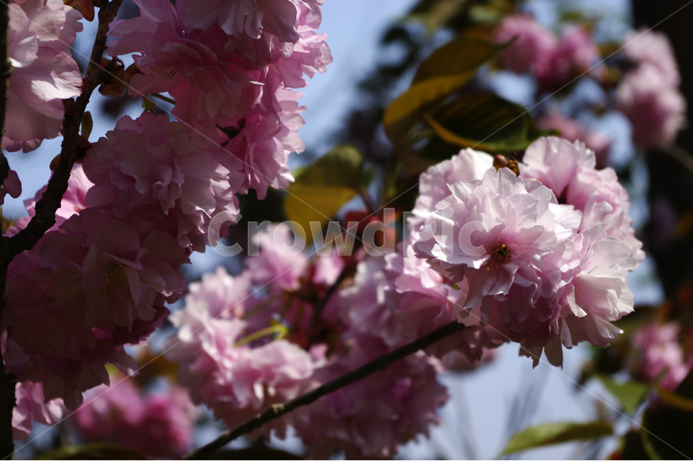 겹벚꽃,식물,flower,plants,nature,꽃,꽃봉오리,color,봄,계절,spring,season,식물,자연,plants,nature,꽃,flower,plant,blossom