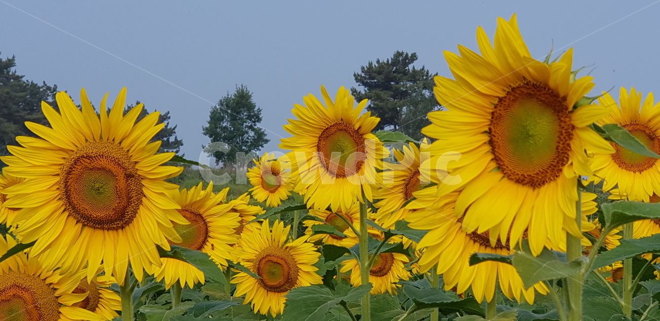해바라기,꽃,식믈,sunflower,flower,식물,자연,plants,nature,꽃,flower