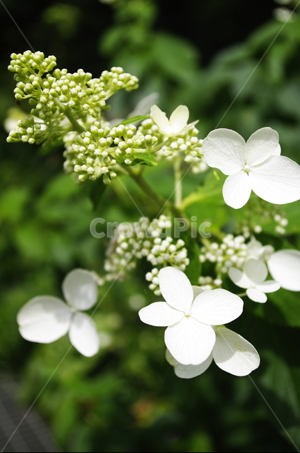 꽃,flower,식물,plant,자연,nature,식물,자연,plants,nature,꽃,flower