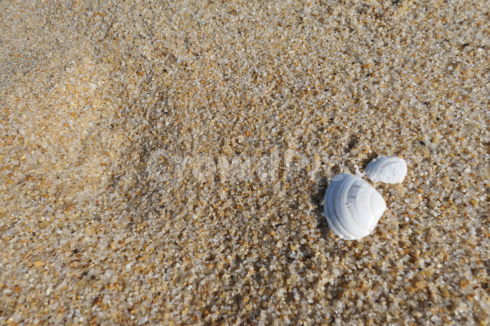자연,sand,모래,nature,옥외,흙,조개,clam,자연,풍경,nature,landscape,해변,바다,beach,sea