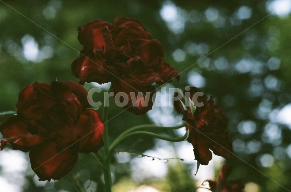자연,장미,꽃,필름,여름,식물,자연,plants,nature,꽃,flower,감성,sensible,feeling