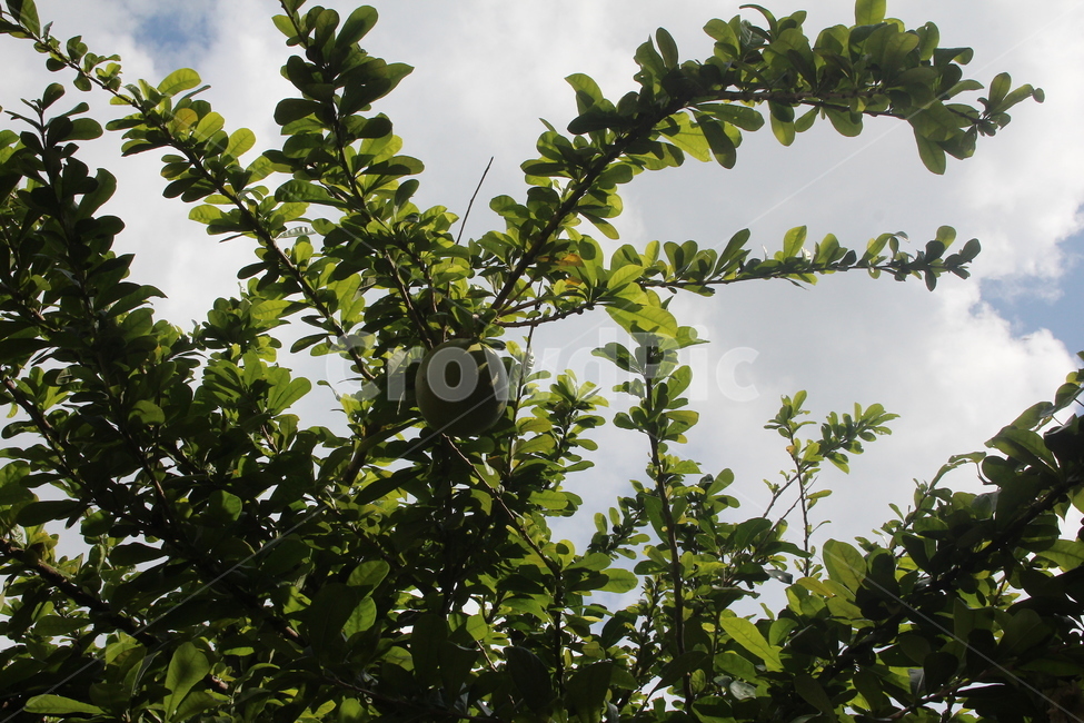 나무,초록,나무가지,푸르름,하늘,식물,자연,plants,nature