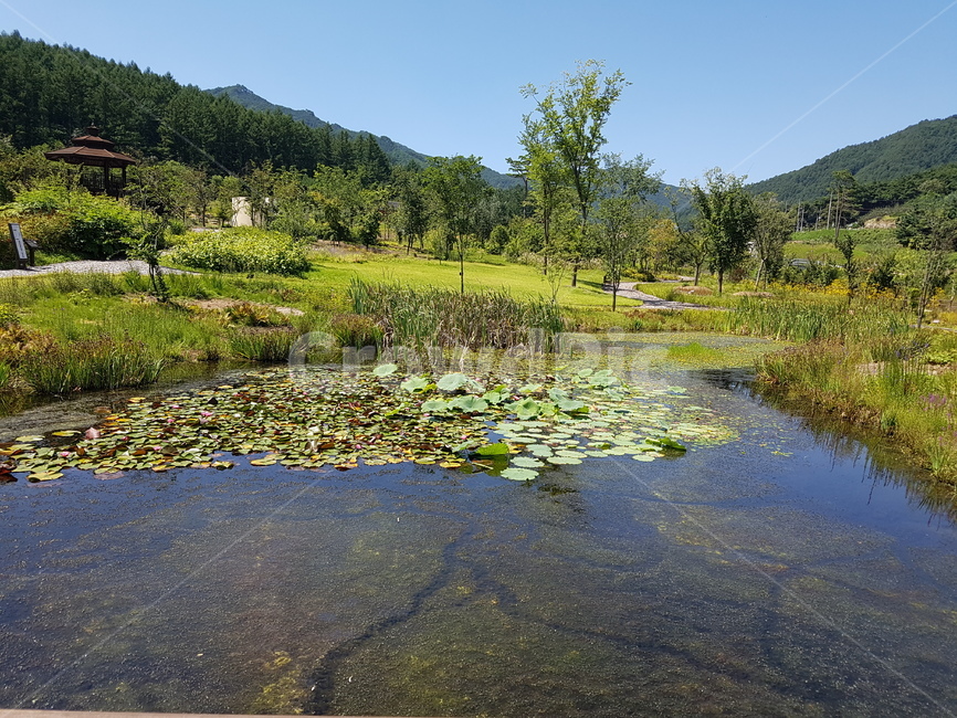 연꽃,연못,자연,풍경,배경