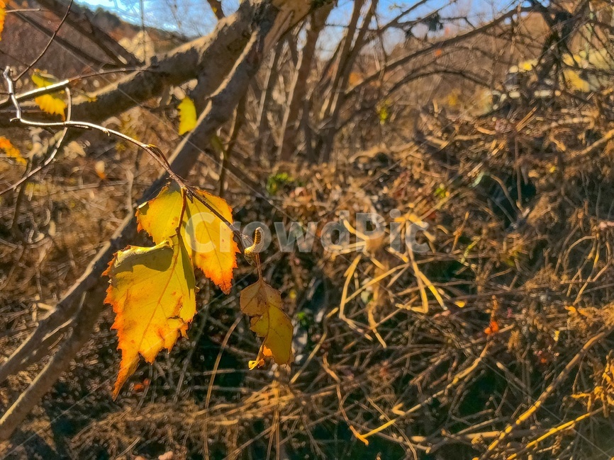 나무,나뭇잎,산,자연,풍경,배경,가을,계절,fall,autumn,season,leaf,잎,plant,식물,tree