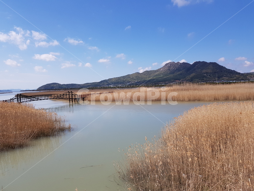 ecological park,Gangjin Bay reed field,Gangjin Tidal Flat,Gangjin Bay Ecological Park,Gangjin Bay Tidal Flat,Gangjingun mudflat,foreshore,Jinman Kang,reed field