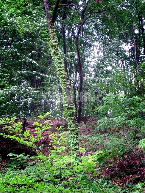 vegetation,초목,plant,식물,outdoors,옥외,tree,나무,rainforest,열대우림,nature,자연,land,땅,jungle,밀림,숲,산