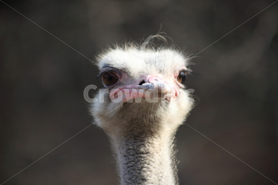 타조,동물,새,animal,ostrich,동물,animal,조류,새,birds