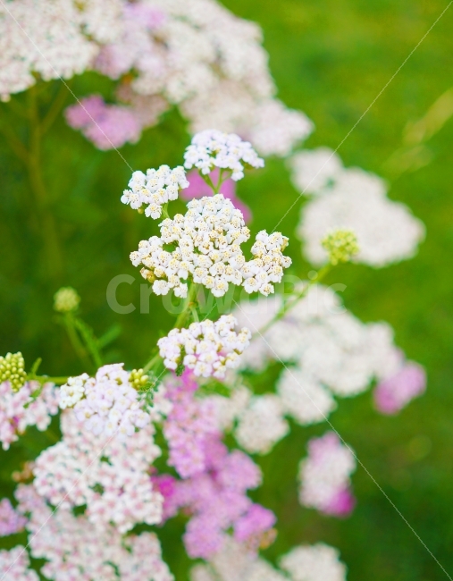 꽃,봄,안개꽃,공원,꽃밭,주황,여름,향기,여자,냄새,분홍,식물,자연,plants,nature,꽃,flower,감성,sensible,feeling