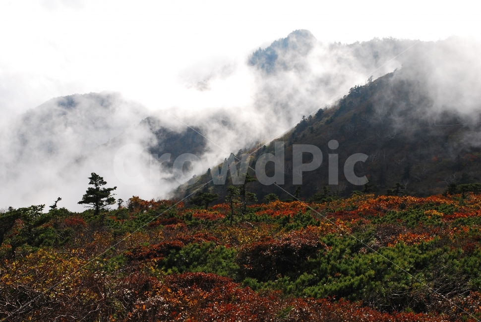 운해,가을,설악산,국립공원,단풍,시즌,계절,단풍잎,leaf,season,maple,시안,디자인,디자이너,출판,편집,책자,서적,사보,카다로그,콘텐츠,리플렛,브로셔,모바일,팝업,전단,광고,색감,칼라풀,아름다운,뷰티풀,beautiful,sns,ebook,웹,마케팅,마켓팅,느낌,서정,나뭇,봉우리,능선,찬란한,화려한,mountain,autumn,fall,red,colorful,emotion,feeling,10월,그림같은,힐링,알록달록,울긋불긋,자연,식물,숲,산,명소,절경,산행,등산,관광,절정,빨강,노랑,초록,가을산,안개,풍경,가을,계절,fall,autumn,season,자연,풍경,nature,landscape,한국자연풍경,한국자연경관,korea nature landscape,tree,나무,plant,abies,아비,fir,전나무,mountain range,산맥,outdoors,옥외