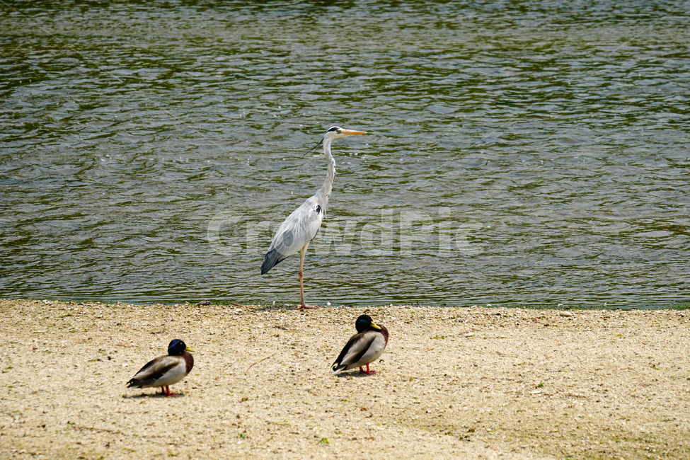 왜가리,오리,청둥오리,철새,동물,조류,새,자연,duck,bird,animal,nature,풍경,landscape,중랑천,하천,강변,river,서울,seoul,여름,summer,6월,june,동물,animal,조류,새,birds