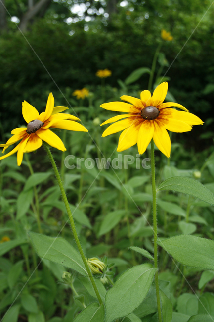 루드베키아,식물,flower,plants,nature,꽃,꽃봉오리,꽃밭,식물,자연,plants,nature,꽃,flower