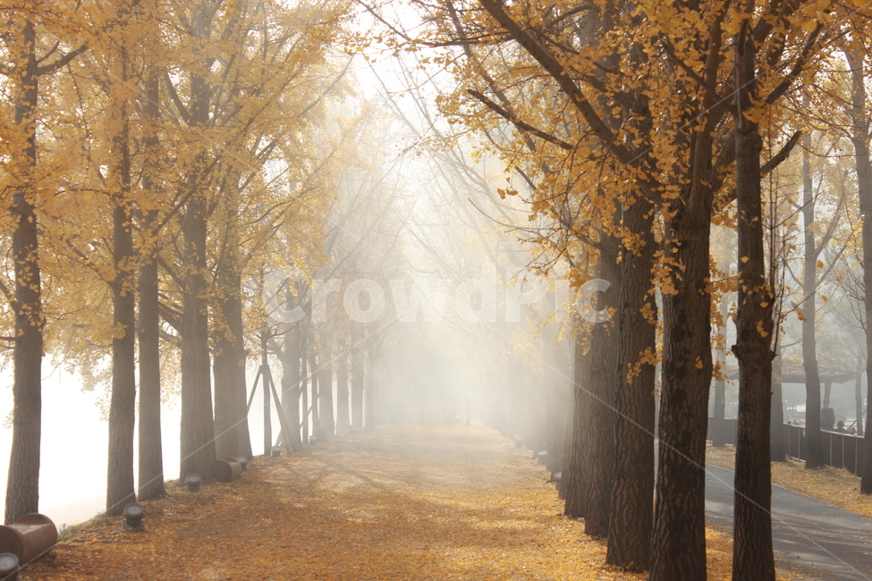 nature,자연,weather,날씨,은행나무,빛,길,가을,maidenhairtree,fall,가을,계절,fall,autumn,season