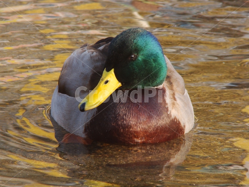 오리,조류,동물,duck,배경,강,동물원,새,자연,불광천,동물,animal,조류,새,birds