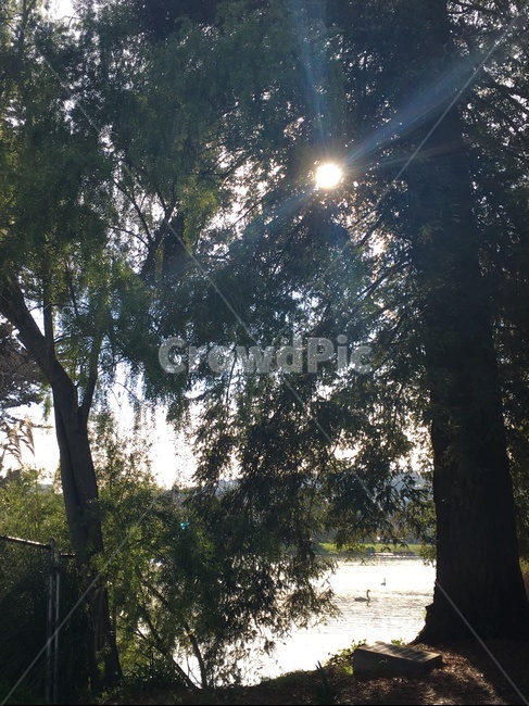 light,빛,flare,플레어,plant,식물,tree,나무,treetrunk,나무줄기,landscape,scenery,scene,view,풍경,자연,nature