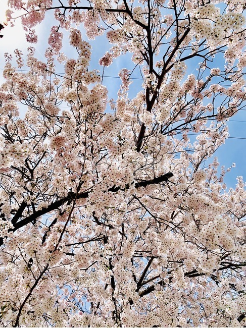 봄,spring,꽃,벚꽃,cherryflower,japanflower