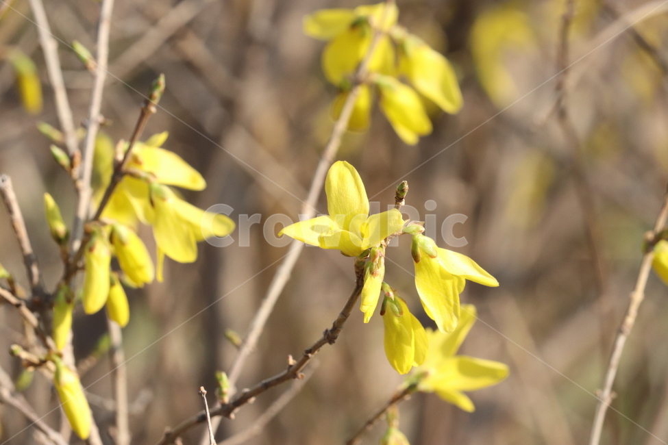 꽃잎,꽃,개나리,flower,봄