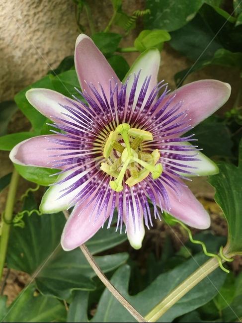 꽃,시계꽃,봄,flower,보라색,자연